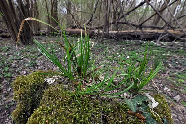 Mossy Scrap Wood Grass Forest — Stock Photo, Image