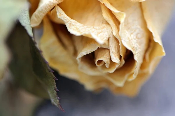 Withered Yellow Rose Blossom Closeup — Stock Photo, Image
