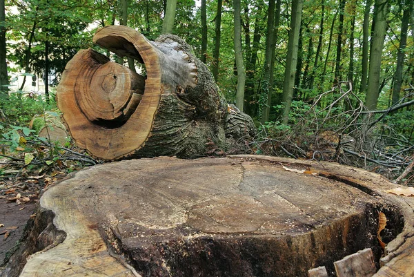 Odcięty Pień Drzewa Zbliżenie — Zdjęcie stockowe