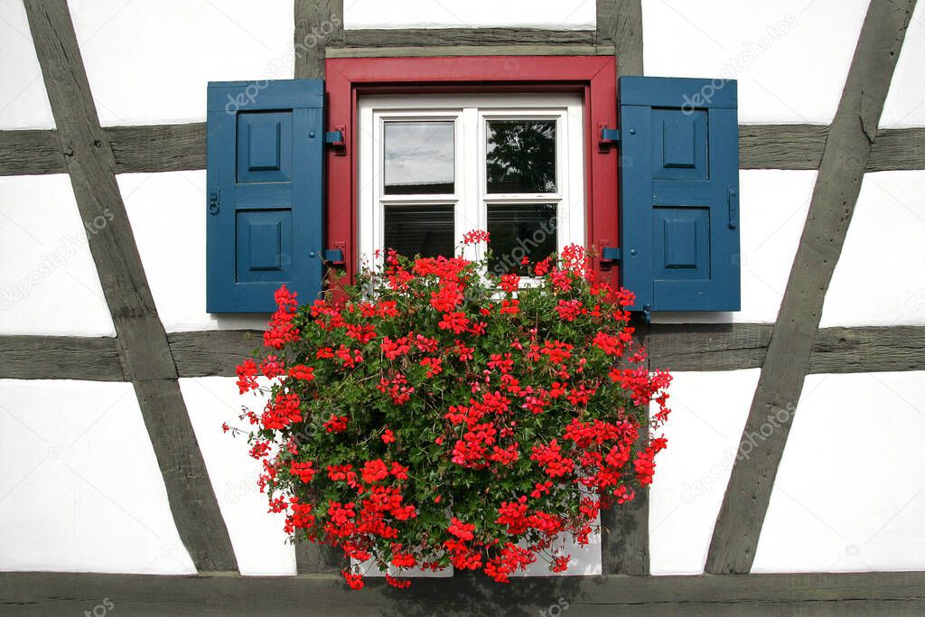 window with blooming geraniums, closeup