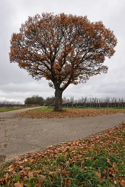 Outono Árvore Colorida Palatinado — Fotografia de Stock