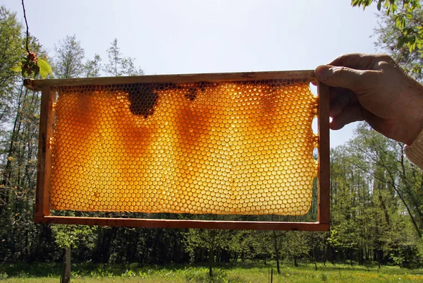 Honeycomb Sunlight Closeup — Stock Photo, Image