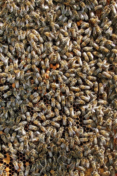 Honigbienen Bienenstock — Stockfoto