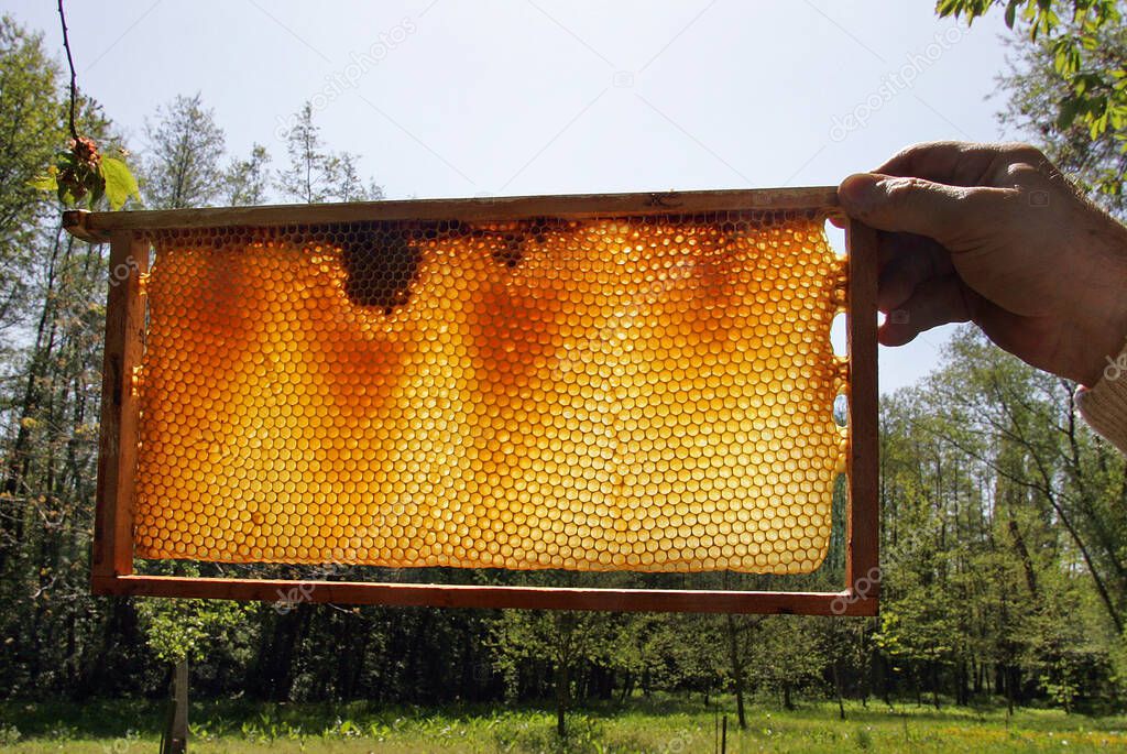 honeycomb in the sunlight, closeup