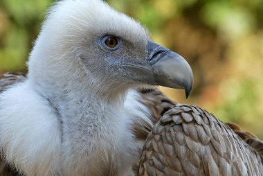 Bir Griffon Akbabası Portresi