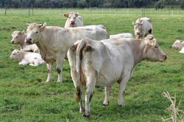 Charolais sığırları, inekler, yakın plan