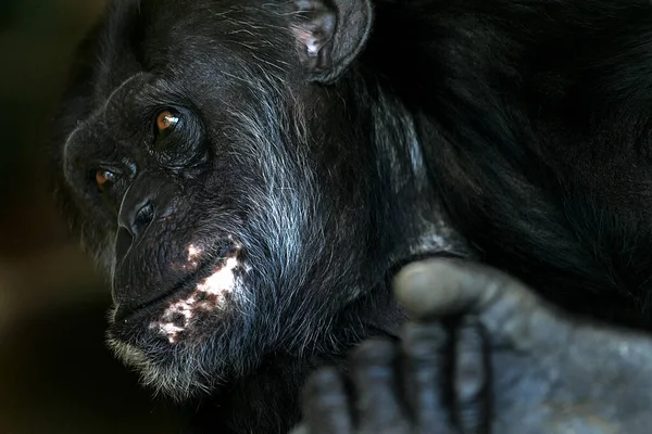 Χιμπατζής Στο Ζωολογικό Κήπο Κοντινό Πλάνο — Φωτογραφία Αρχείου