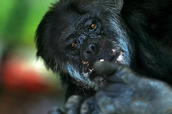 Χιμπατζής Στο Ζωολογικό Κήπο Κοντινό Πλάνο — Φωτογραφία Αρχείου