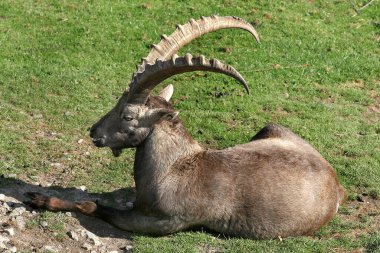 Girit güveci, Girit keçisi