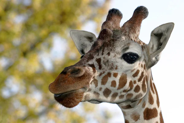 Porträtt Giraff — Stockfoto