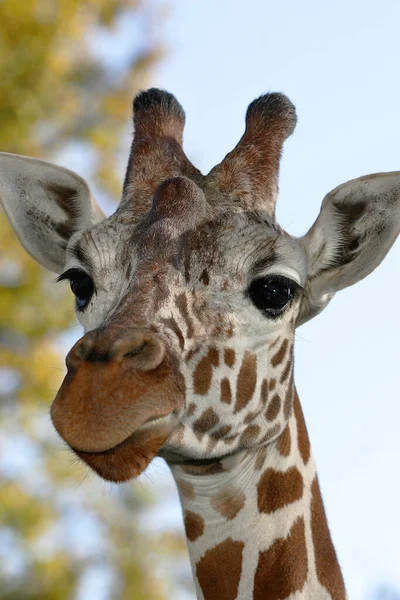 Ritratto Una Giraffa — Foto Stock