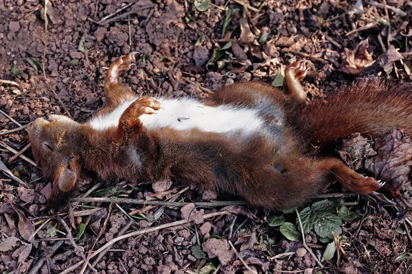 Écureuil Mort Écureuil Animal Mort — Photo