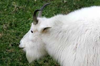 Otlayan dağ keçisi, kar keçisi