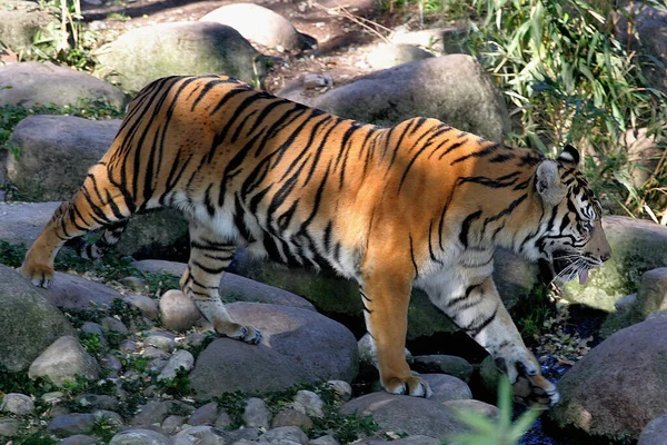 Tigre Zoológico — Fotografia de Stock