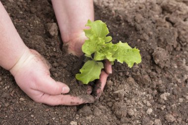 Genç bir marul ekiyorum.