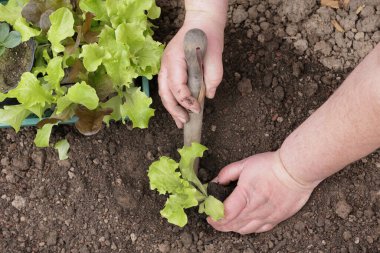 Genç bir marul fidanını fidelerle dikmek.