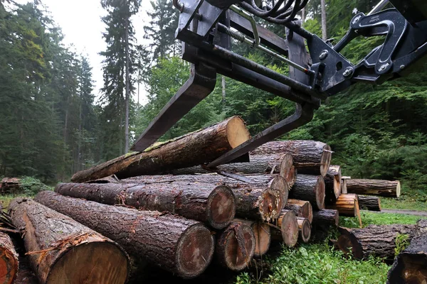 木の幹を伐採して積み上げ — ストック写真