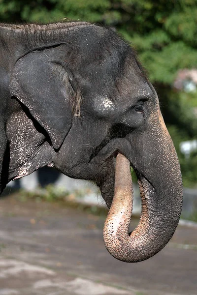 Πορτρέτο Ινδού Ελέφαντα — Φωτογραφία Αρχείου
