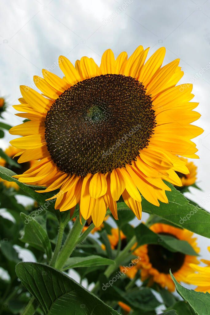 blooming sunflower, sunflower, closeup