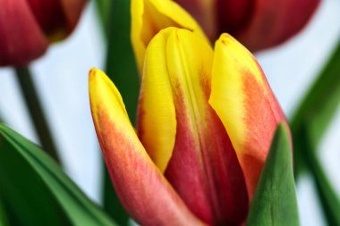 Çiçek açan lale çiçekleri, yakın plan.