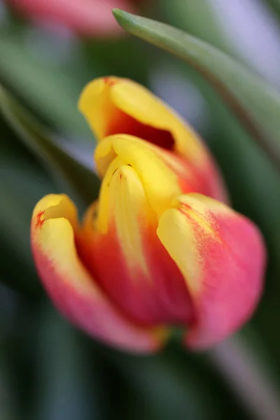 Квітучі Квіти Тюльпанів Крупним Планом — стокове фото