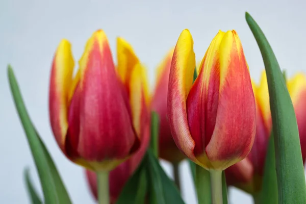 Blühende Tulpenblumen Nahaufnahme — Stockfoto