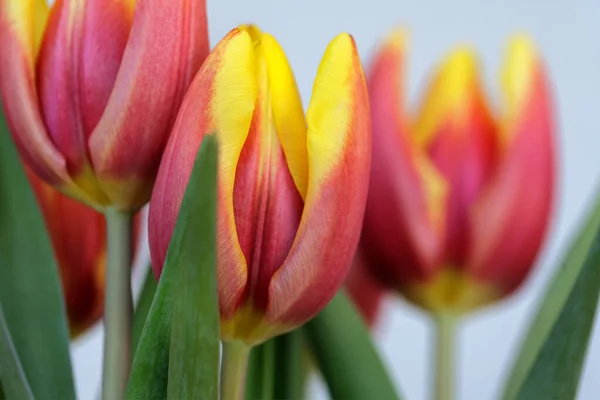Blühende Tulpenblumen Nahaufnahme — Stockfoto