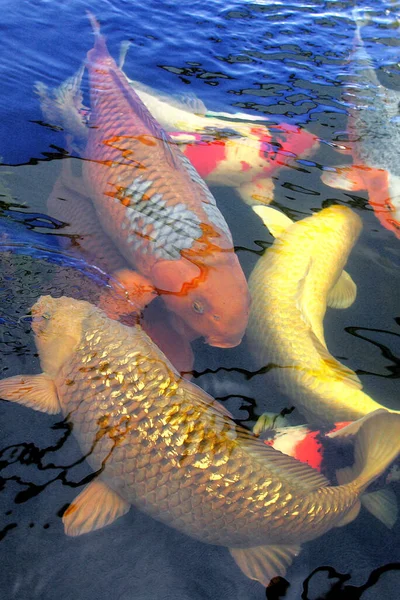 Kolam Penuh Ikan Koi Ikan Mas — Stok Foto