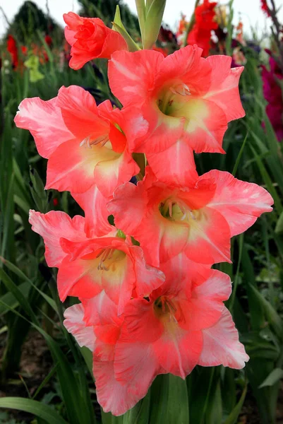 グラジオラスの花のクローズ アップ — ストック写真
