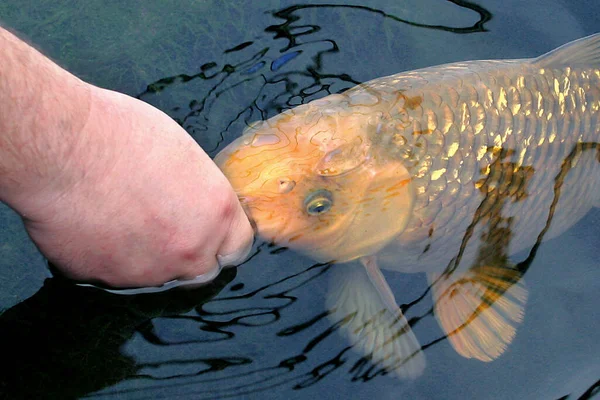 Una Koi Viene Nutrita — Foto Stock