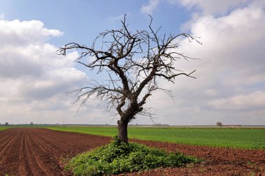 Sahada çıplak ağaç