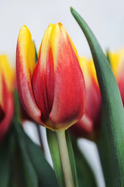 Kvetoucí Tulipánové Květy Detailní Záběr — Stock fotografie