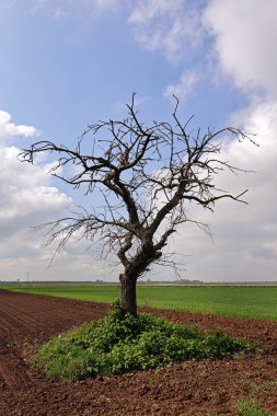 Sahada çıplak ağaç