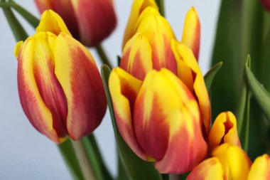 Çiçek açan lale çiçekleri, yakın plan.