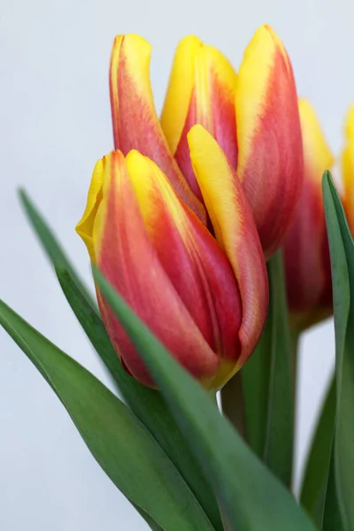 Flores Tulipán Florecientes Primer Plano —  Fotos de Stock