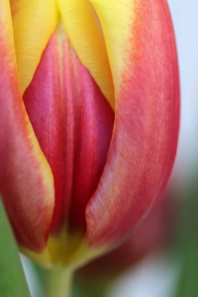 盛开的郁金香花 — 图库照片