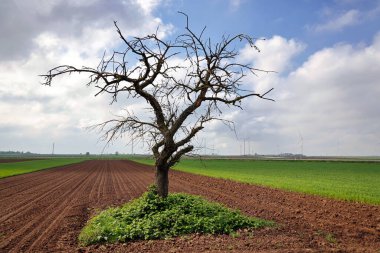 Sahada çıplak ağaç