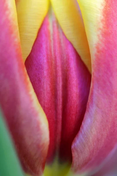 Kwitnące Kwiaty Tulipanów Zbliżenie — Zdjęcie stockowe