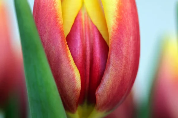 Ανθισμένα Λουλούδια Τουλίπας Κοντινό Πλάνο — Φωτογραφία Αρχείου