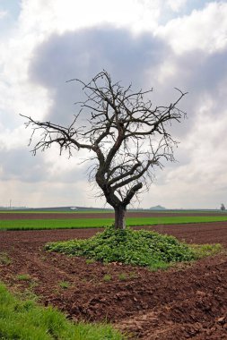 Sahada çıplak ağaç