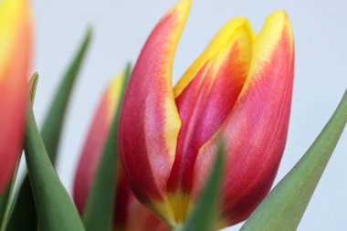 Çiçek açan lale çiçekleri, yakın plan.