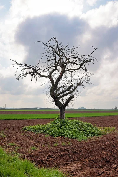Sahada çıplak ağaç