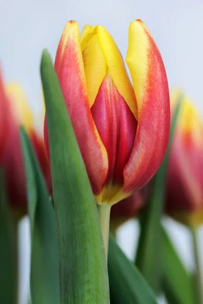 Kvetoucí Tulipánové Květy Detailní Záběr — Stock fotografie