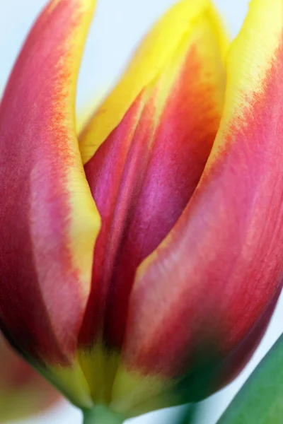 Ανθισμένα Λουλούδια Τουλίπας Κοντινό Πλάνο — Φωτογραφία Αρχείου