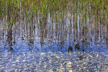 Suyun içinde kamış filizleniyor.