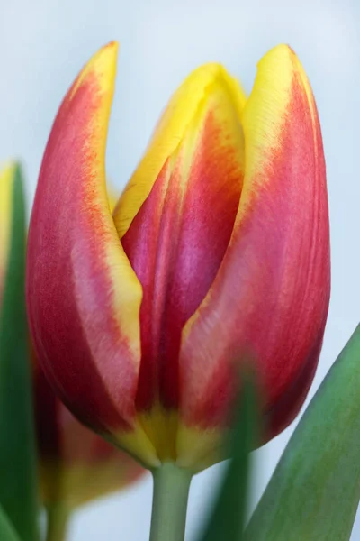 Цветущие Цветы Тюльпана Крупным Планом — стоковое фото