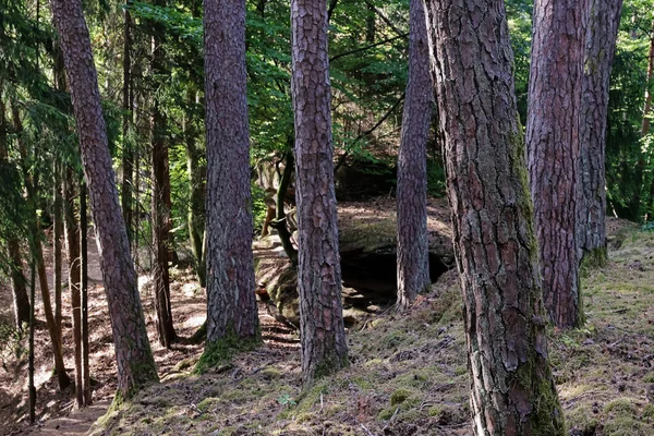 view into a forest, trees