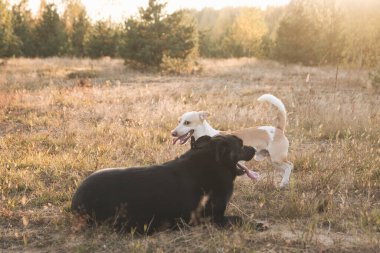 Doğada oynayan iki köpek.