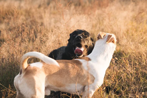 Dos Perros Jugando Naturaleza —  Fotos de Stock