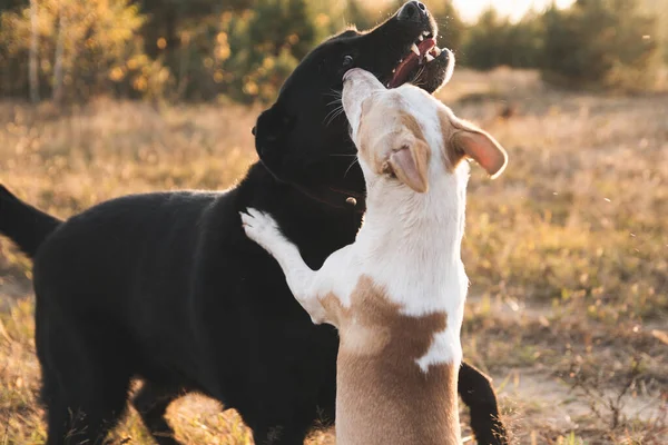 Dos Perros Jugando Naturaleza —  Fotos de Stock